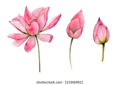 Pink Watercolor Hand Drawn Lotus Flower Illustrations. Watercolour Water Lily Flowers Leaf And Bud Isolated On White Background. Floral Elements