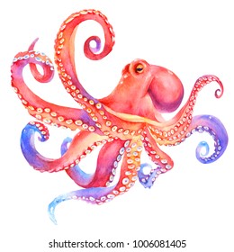 Pink watercolor octopus. sea poulpe,  devilfish  with tentacles illustration isolated on white background