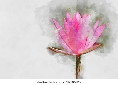 Pink Waterlily Or Lotus Flower In Watercolor Painting.