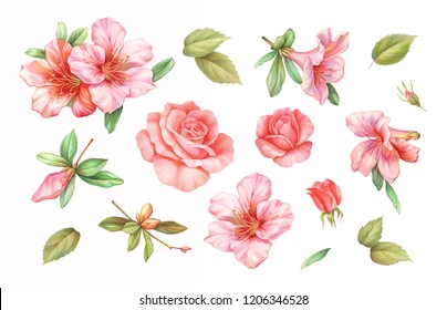 Pink White Rose Vintage Azalea Lily Flowers Set Isolated On White Background. Watercolor Colored  Pencil  Illustration.