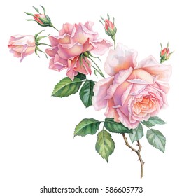 Pink white vintage roses  flowers isolated on white background. Colored pencil watercolor illustration