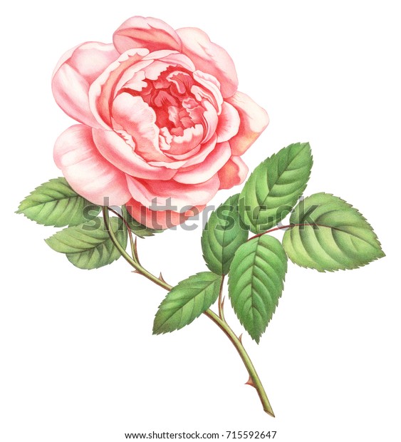白い背景にピンクの白いビンテージバラの花 色鉛筆の水彩イラスト のイラスト素材