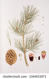 Pinus Pinea / Stone Pine