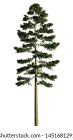 Pinus Ponderosa. Isolated On White. 3D Illustration