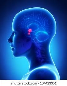 Hypofyse - vrouwelijke hersenen anatomie lateraal aanzicht