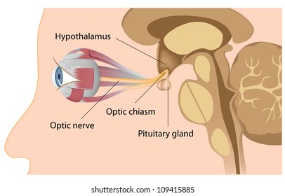 Pituitary gland and optic chiasm