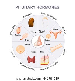 pituitary hormone functions. The two lobes, anterior and posterior, function as independent glands.