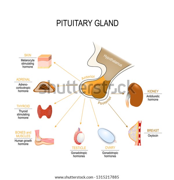 Pituitary Hormone Functions Two Lobes Anterior Stock Illustration