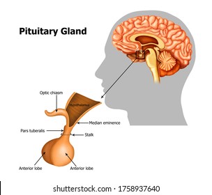 Pituitary-gland (anatomy of the brain)
