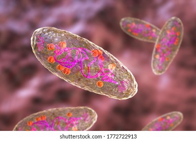 Plague bacterium Yersinia pestis, scientifically accurate 3D illustration showing structure of the cell with DNA, plasmids and ribosomes