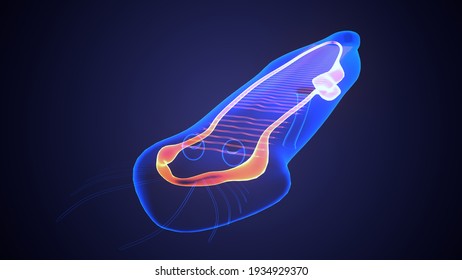 Planaria Flatworm Under The Microscope .3d Illustration
