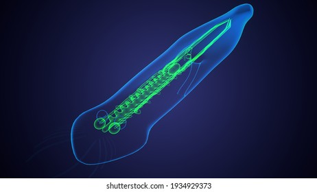 Planaria Flatworm Under The Microscope .3d Illustration
