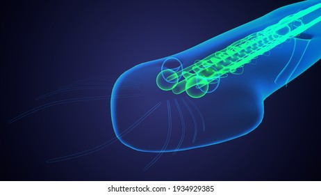 Planaria Flatworm Under The Microscope .3d Illustration
