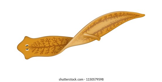 Planarian Flatworm. Tricladida