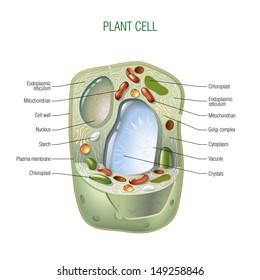 Plant Cell Images, Stock Photos & Vectors 