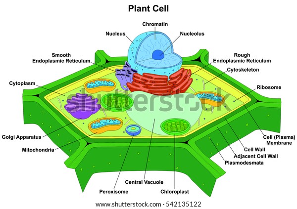 全ての部分核を有する植物細胞解剖図構造体で 平滑な粗小胞体細胞質ゴルジ装置ミトコンドリア膜の光合成過程を行う のイラスト素材