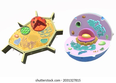 Plant Cell And Animal Cell. 3D Illustration.