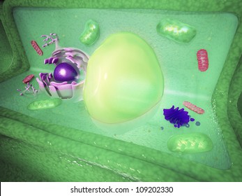 Plant Cell Cutaway Science Illustration