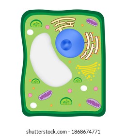 Plant Cell With Organelles In Cytoplasm As Vacuole, RER, Ribosome, Mitochondria, Chloroplast, Golgi Complex.