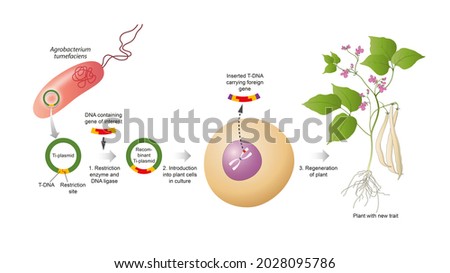 Plant genetic engineering, also known as plant genetic modification or manipulation Stock photo © 