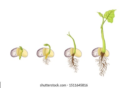 Plant Growth Evolution Seed Bean Plant Stock Illustration 1511645816 ...