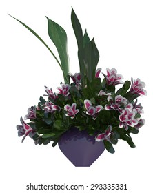 plant iSolated Collection