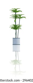 plant  iSolated reflection Collection