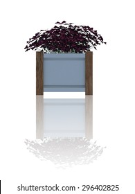 plant  iSolated reflection Collection