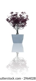 plant  iSolated reflection Collection