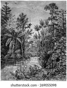 Plant Landscape Of The Cretaceous Period, Bohemia, Vintage Engraved Illustration. Earth Before Man 1886.