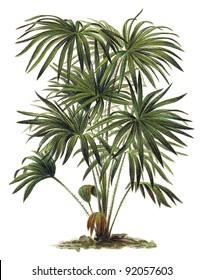Plant - Livistona (Corypha) australis - Cabbage-tree Palm / Vintage illustration from Meyers Konversations-Lexikon 1897