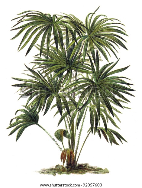 植物 リビストーナ オーストラリアのコリファ キャベツの木のヤシ ビンテージイラスト Meyers Konversions Lexikon のイラスト素材