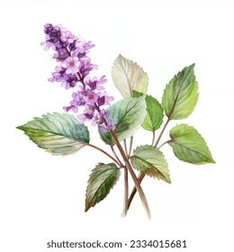 Plant patchouli or Pogostemon cablini branch with flowers and leaves. Hand drawn watercolor illustration isolated on white background.