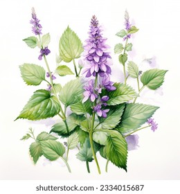 Plant patchouli or Pogostemon cablini branch with flowers and leaves. Hand drawn watercolor illustration isolated on white background.