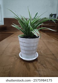 A plant in the pot