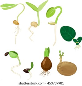 34,130 Plant reproduction Images, Stock Photos & Vectors | Shutterstock