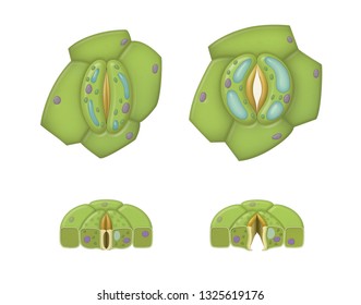 Plant Stoma Open And Closed