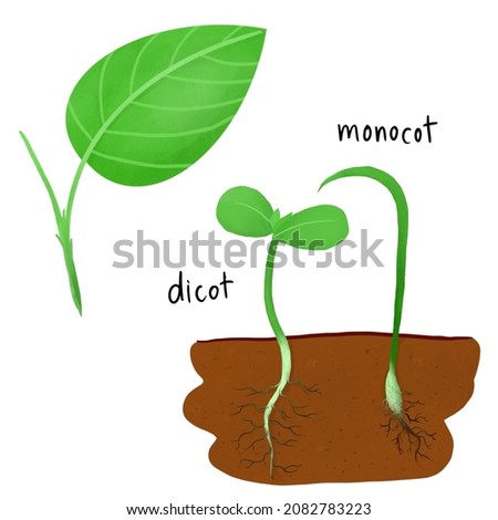 plant structure. Part of leaf.
