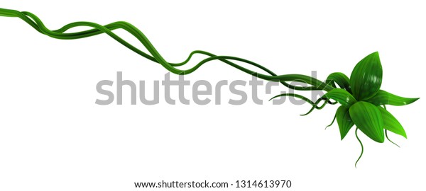 白い背景に植物のつるの緑の成長するねじれの終点の葉 3dイラスト 水平 分離型 のイラスト素材