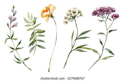 Plant Wildflower. Watercolor Botanical Illustration Botanical.