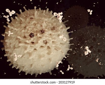 Plasma Cell Segregating Antibodies