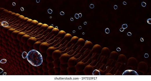 Plasma Membrane Of A Cell