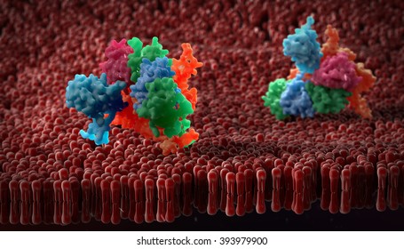  plasma membrane of a human cell. The plasma membrane is a bilayer composed of phopholipids in which lots of transmembrane and surface proteins reside