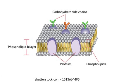 Plasma Membrane With Lipid, Carbohydrat And Protein Structure In Animals On White Background