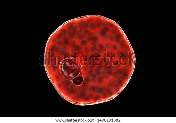 Plasmodium Vivax Inside Red Blood Cell Stock Illustration 1490191382