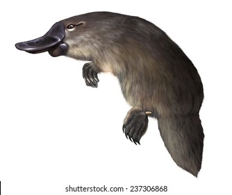 Platypus