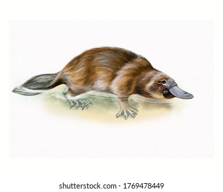 Platypus (Ornithorhynchus Anatinus) In Water, Realistic Drawing, Illustration For Australia Animal Isolated Image On White Background