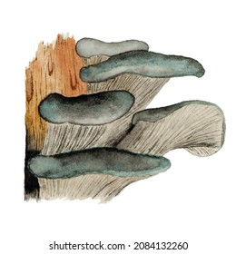 Pleurotus Ostreatus Mushroom Group (oyster Mushroom, Ostreatus, Hiratake) In Watercolor, Pleurotus Edible Mushroom Growing On A Tree.