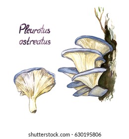 Pleurotus Ostreatus (oyster Mushroom) Mushrooms Set, Growing On Tree And Whole, Isolated Hand Painted Watercolor Illustration