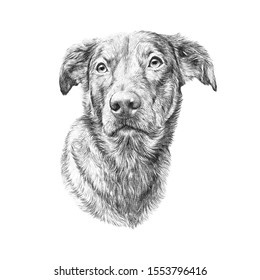 ポット犬が白い背景に白黒の狩犬の絵 ペットの手描きのイラスト 動物芸術コレクション 犬 デザインテンプレート Tシャツ 枕 ペットショップの印刷に最適 のイラスト素材